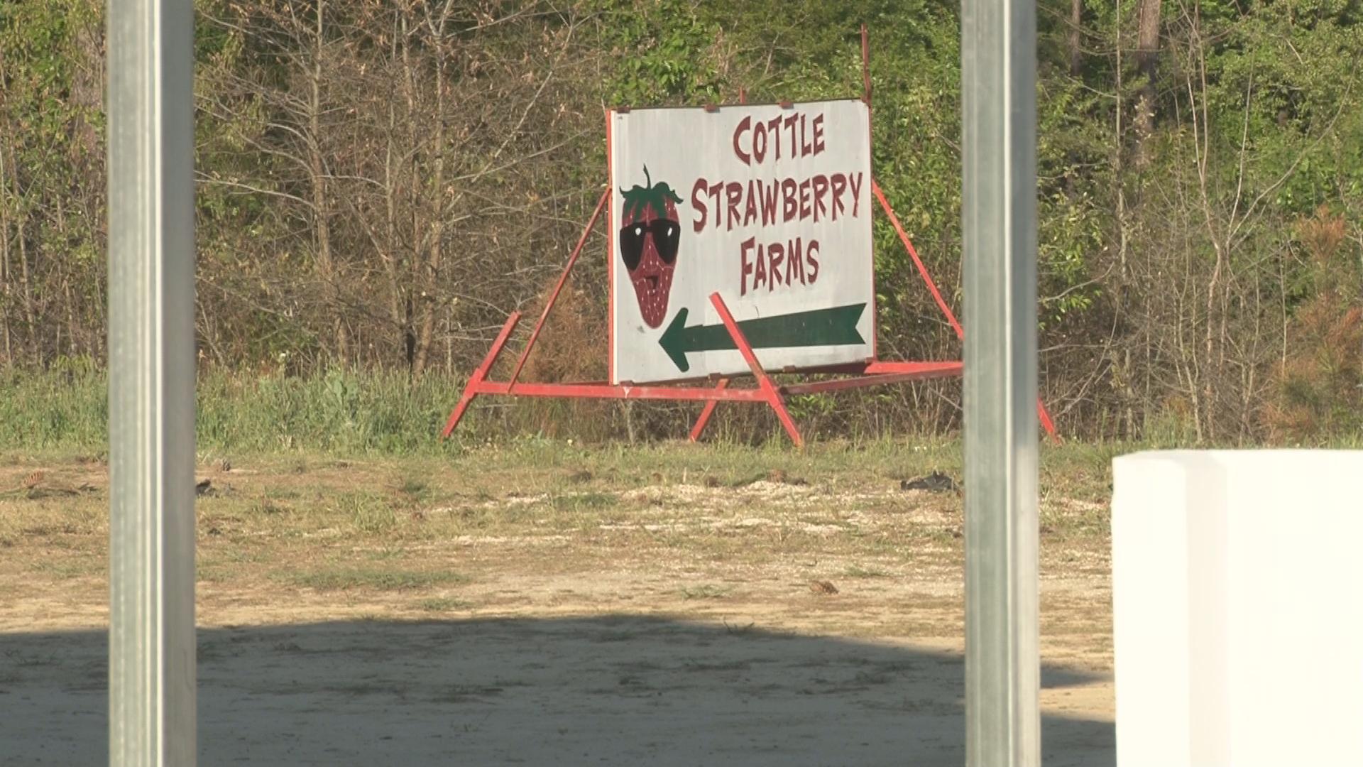 Strawberry Farmers Getting Ready for Cold Weather