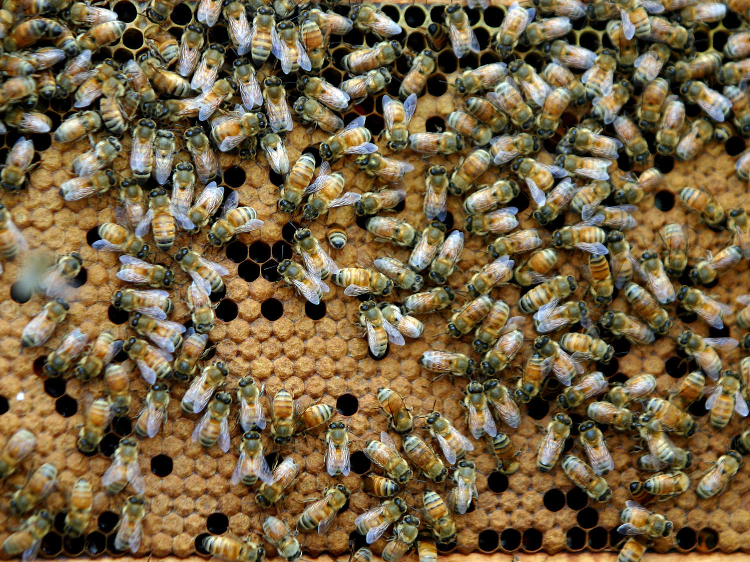 Texas Man Stung 1000 Times By Bees