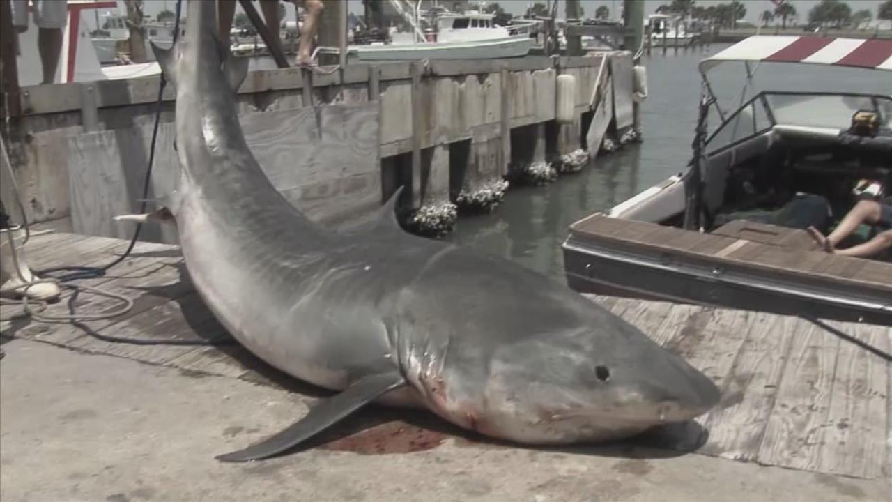 Texas Fisherman Beaches Giant Tiger Shark