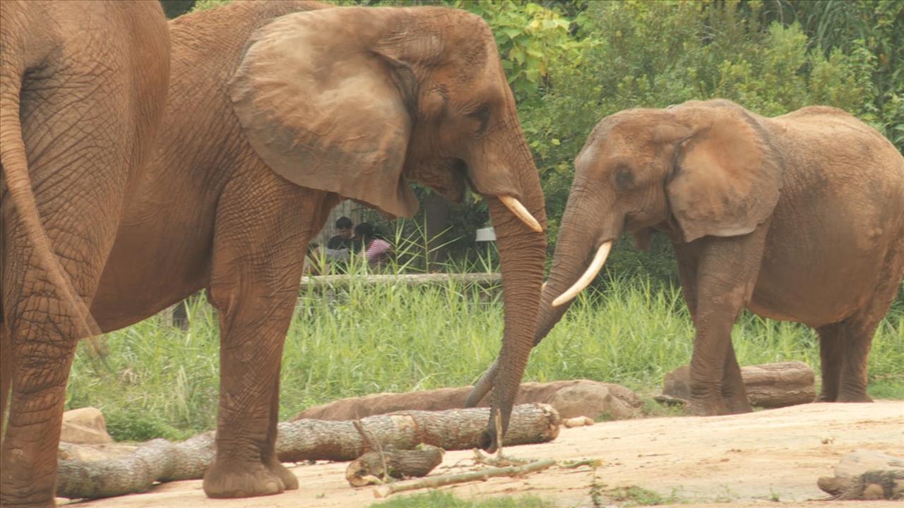 Riverbanks Zoo Joins 96 Elephants Campaign | wltx.com