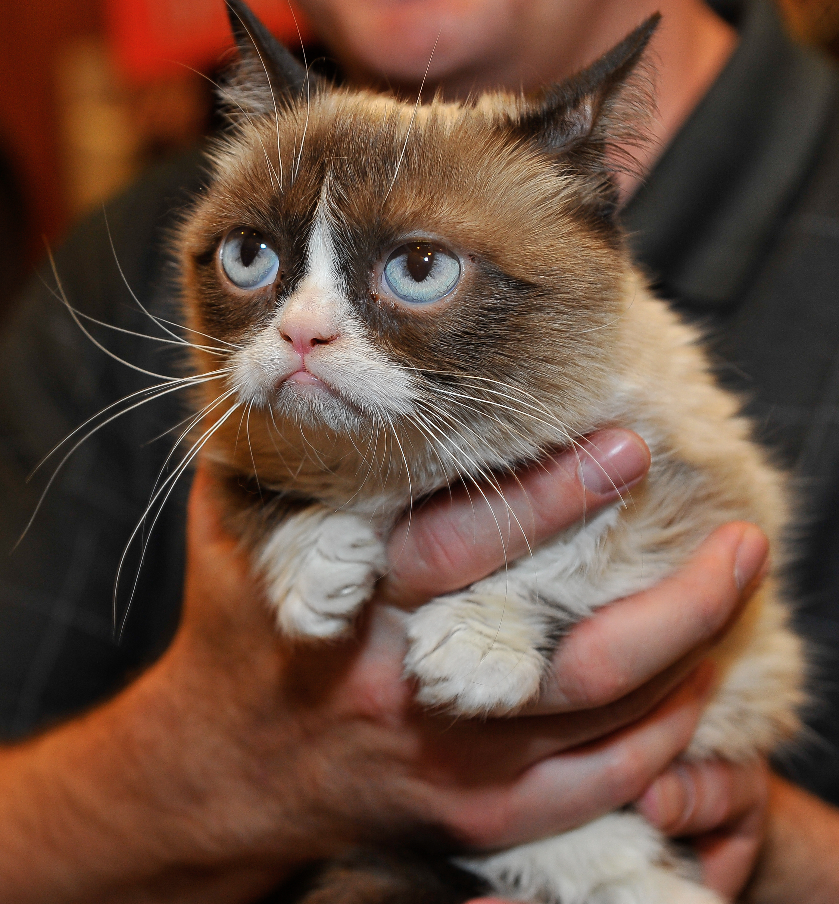Grumpy Cat Is Really Worth 100 Million Wltx