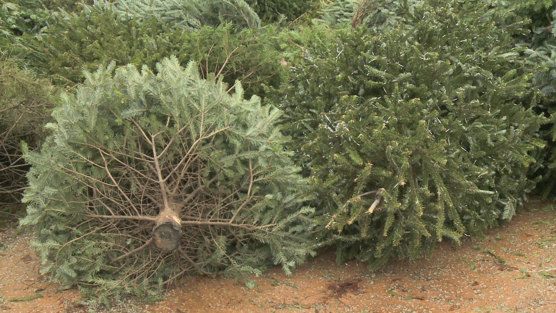 sites around south carolina are recycling christmas trees sites around south carolina are recycling christmas trees