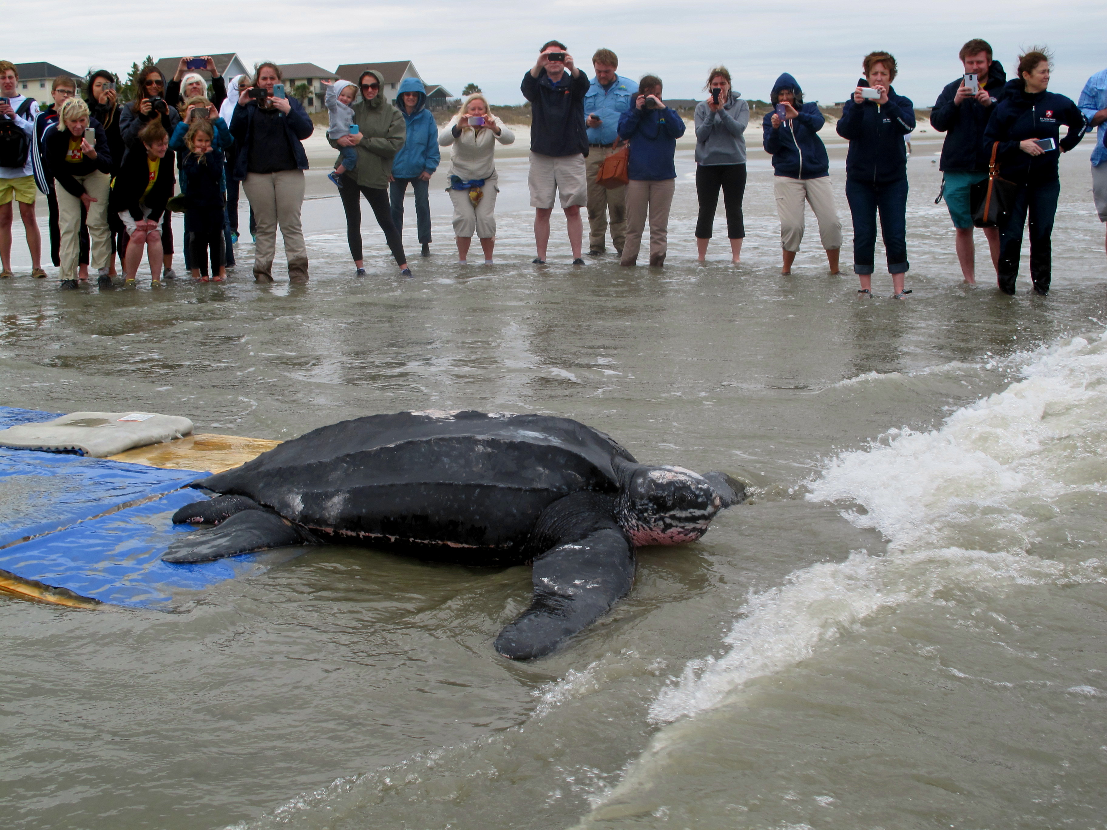 After Rescue, Massive Sea Turtle Released Into Atlantic : The Two