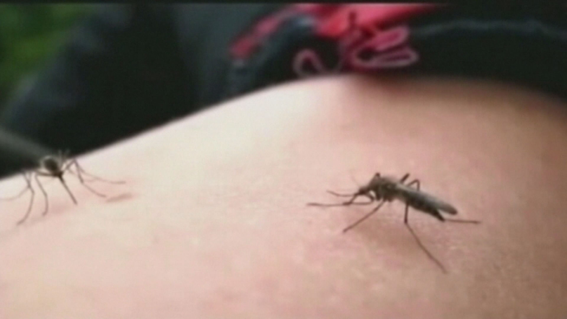 How to Prevent and Treat Mosquito Bites