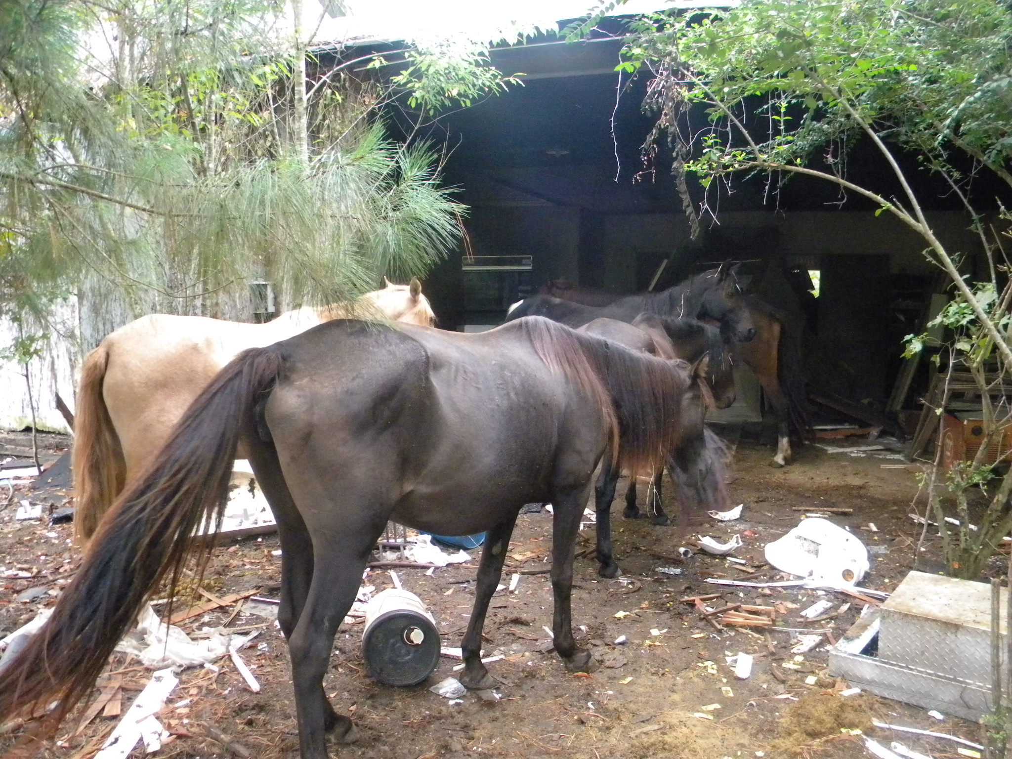 Why SC's Animal Cruelty Laws Rank 45th