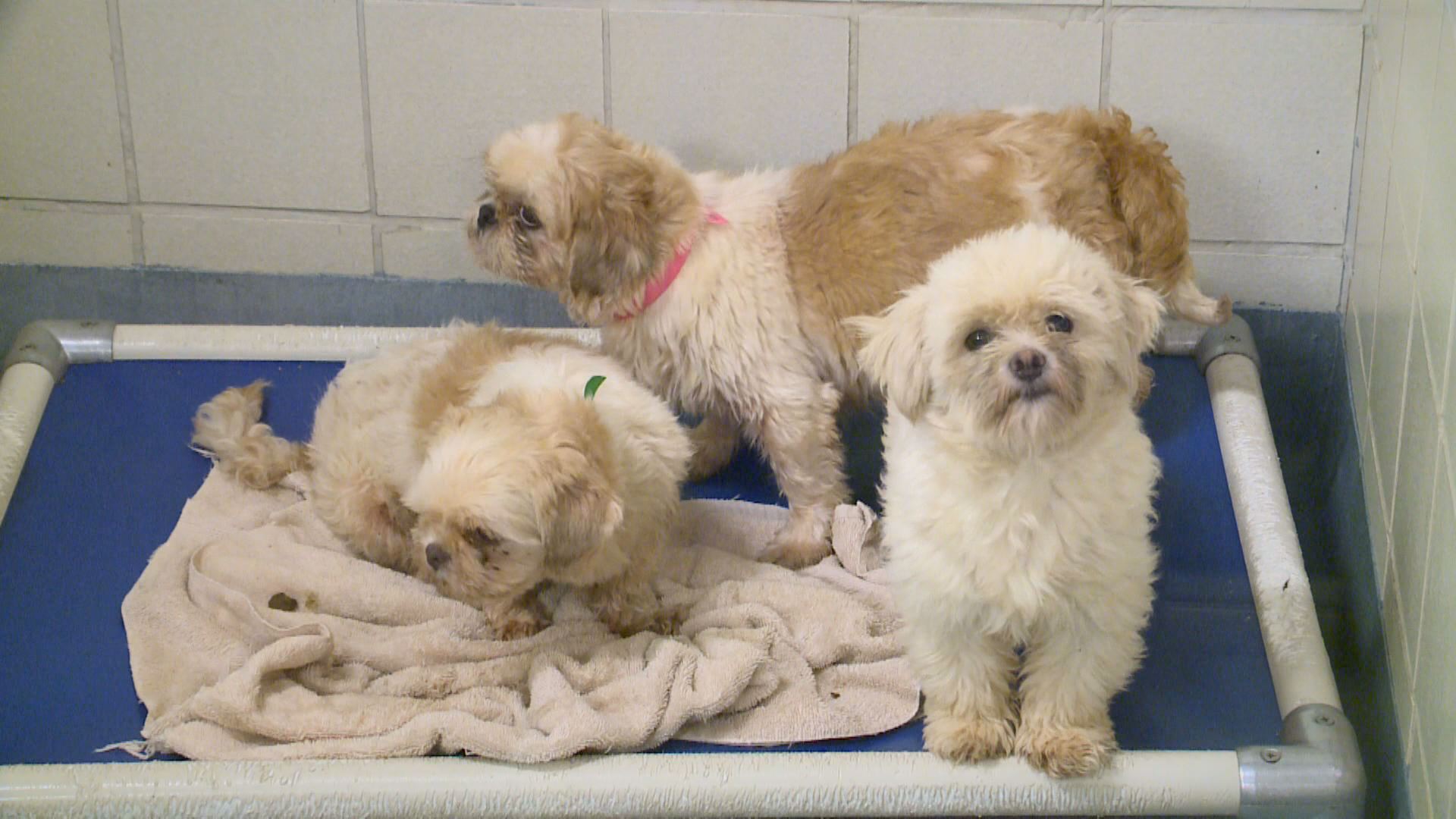 Is Puppyfind A Puppy Mill