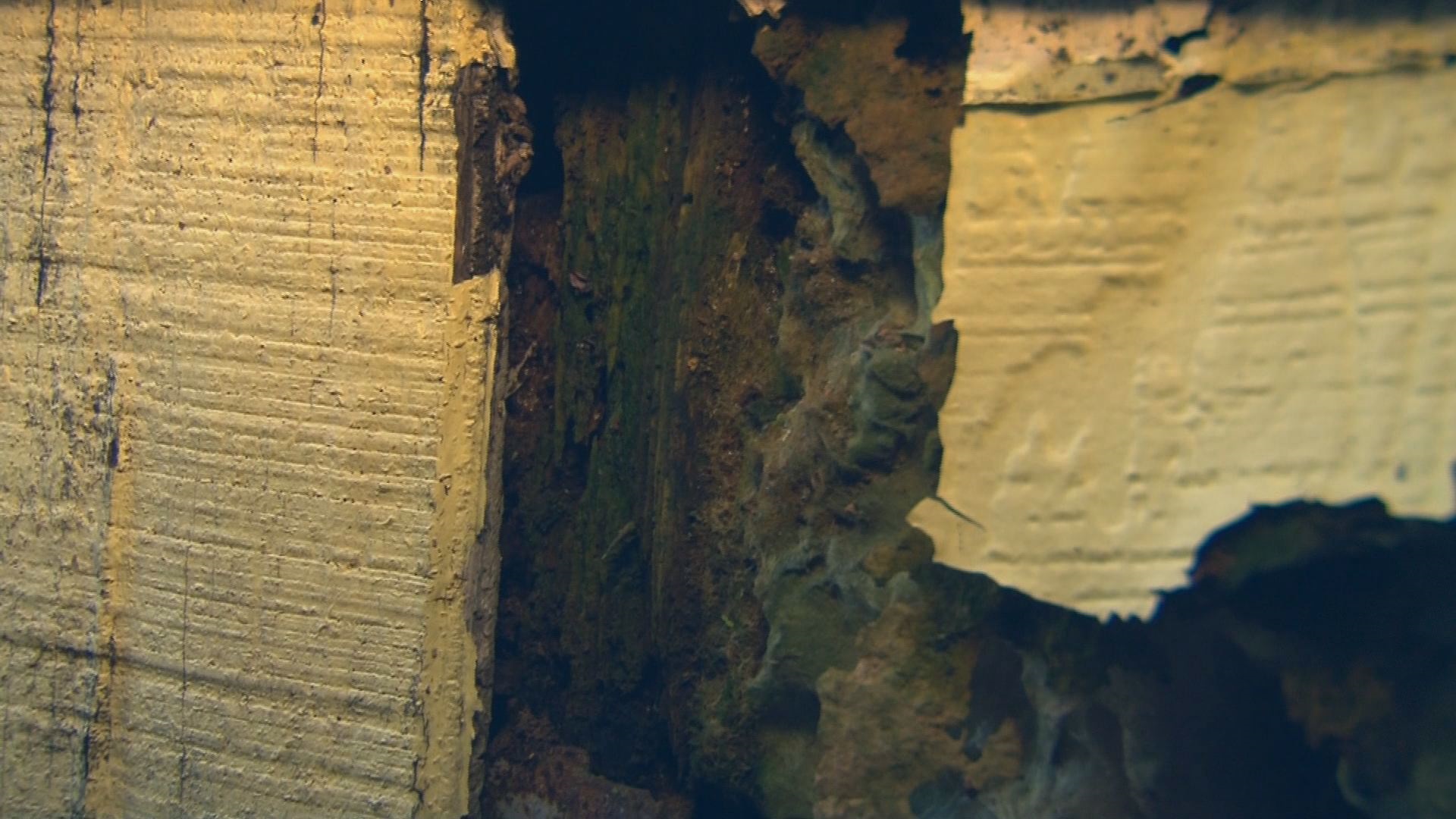 If Mold Creeps Up, What Are Your Tenant's Rights?