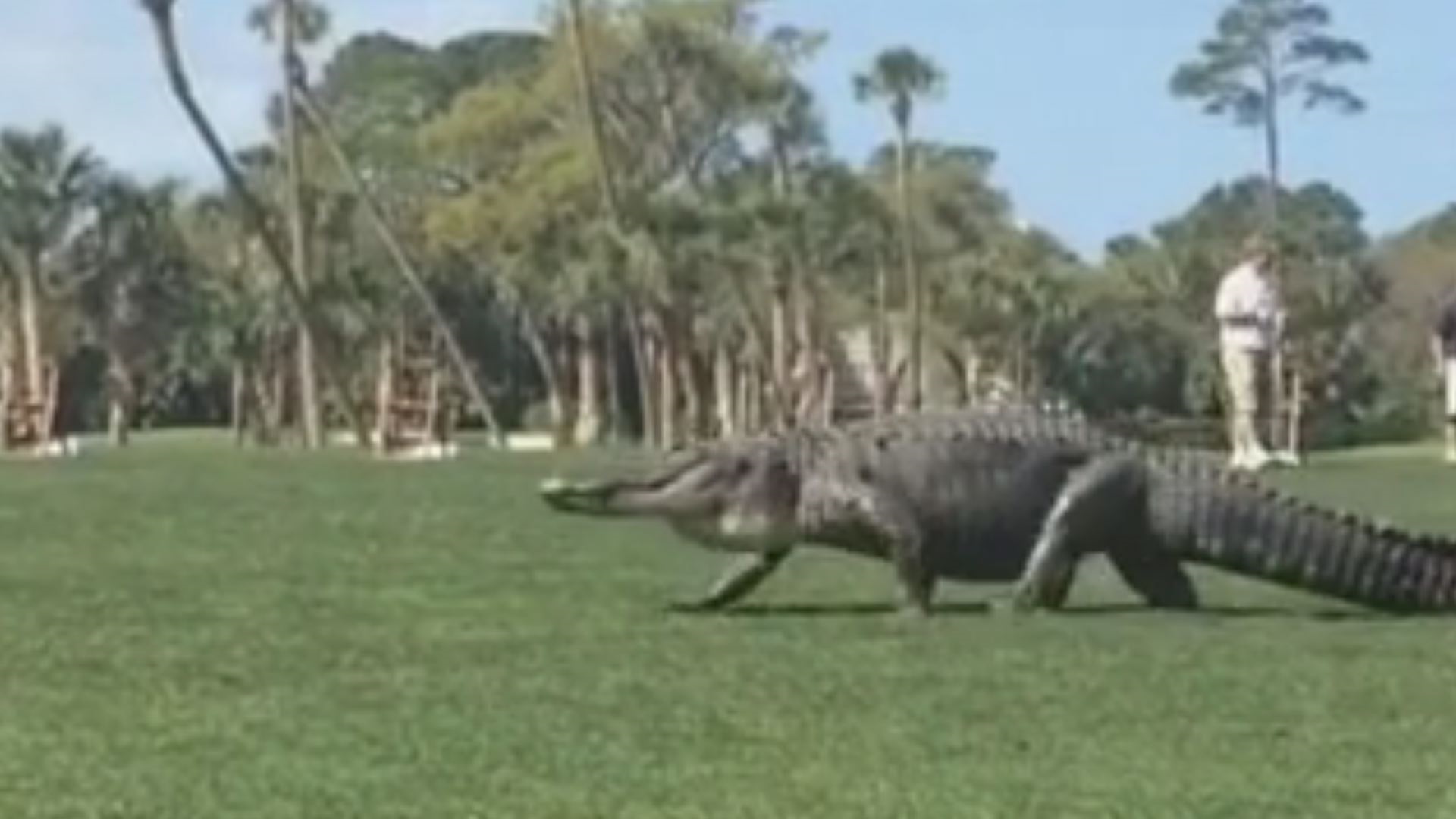 Huge Alligator Takes a Stroll on SC Golf Course