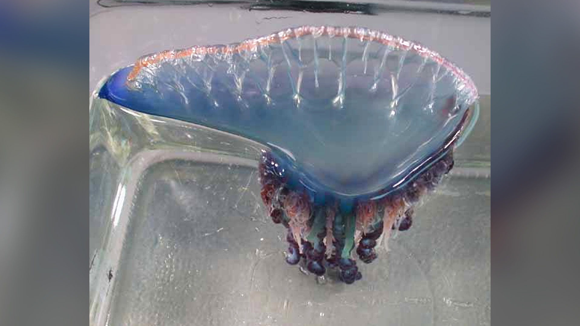 Sc Beachgoers Told To Watch Out For Man Of War Wltx Com