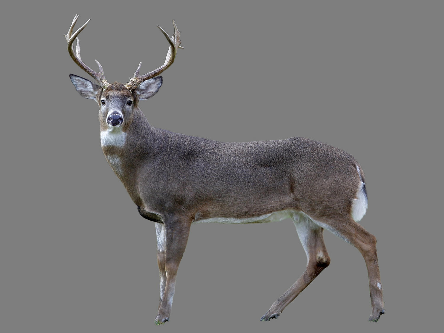 Surprise find: Florida python ate 3 white-tailed deer | wltx.com