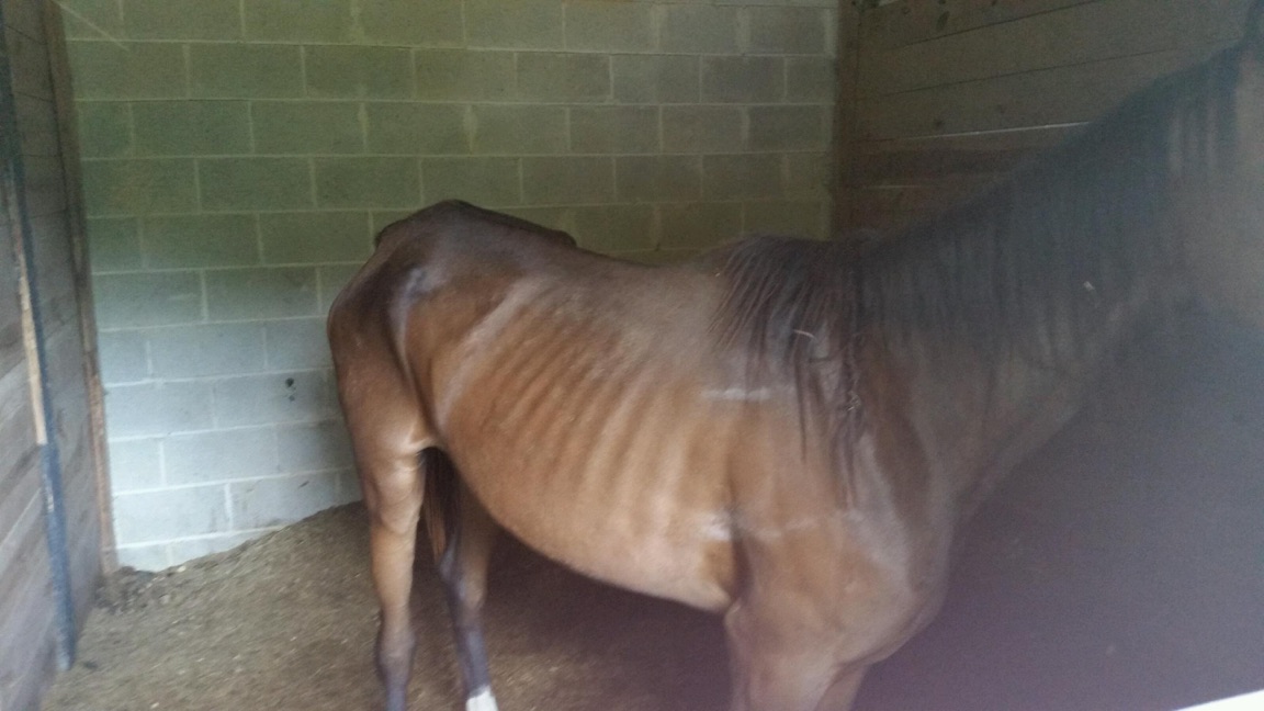 Deputies: Horses on Farm Were Malnourished | wltx.com