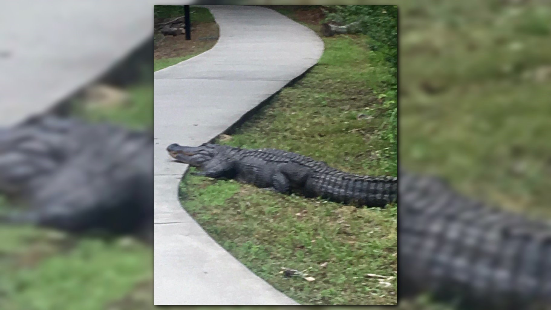 Alligator Goes for Morning Walk Near Trail in SC | WFMYNEWS2.com